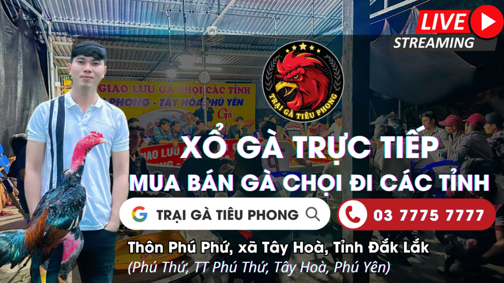 Video 18h30 ngày 4/11 – Trại Gà Tiêu Phong